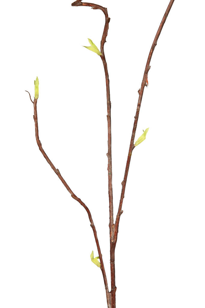 VARA ALMENDRO ORIENTAL, 93CM | andudecor.com
