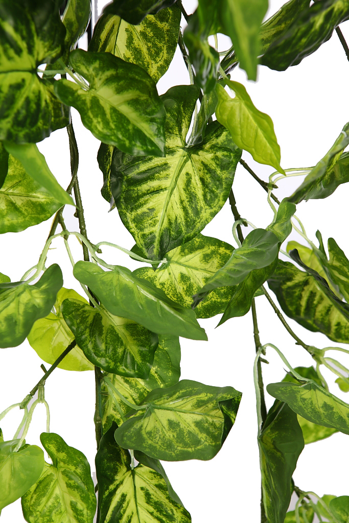 PLANTA SINGONIO COLGANTE 80CM