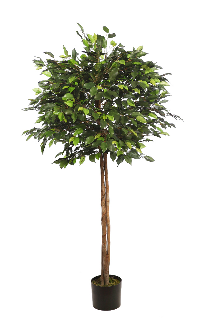 ARBOL FICUS COPA ANCHA CON MACETA 160CM | andudecor.com