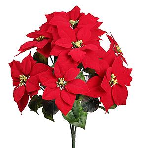 POINSETTIA PASCUERO X7 FLORES, 51CM