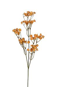 GIPSOFILA PANICULATA