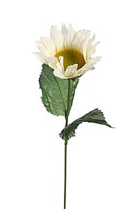 VARA GIRASOL X 1