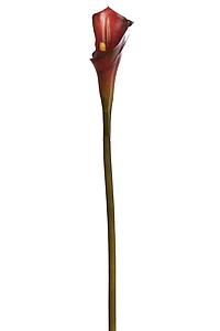 VARA CALLA LILY 72CM 