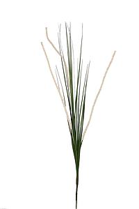 VARA HIERBA GRASS