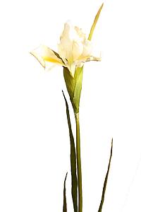 IRIS, VARA 78 CM