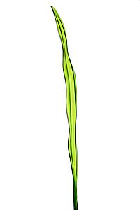 HOJA FIBRA CRISTAL 95 CM