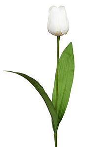 VARA TULIPAN 62CM 