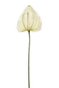 VARA ANTHURIUM ARTIFICIAL 75CM 