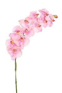 ORQUIDEA PHALAENOPSIS 110CM