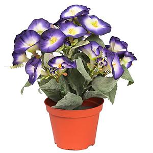 PLANTA PRIMULA EN MACETA 30CM