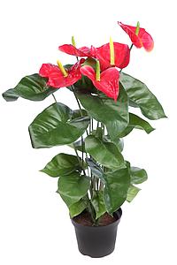 MATA ANTURIUM 55CM EN MACETA