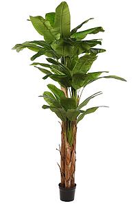 PLATANERO BANANERO X3 EN MACETA 240 CM