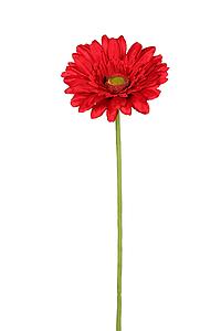 GERBERA TALLO FLOCADO 64CM