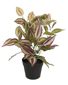 PLANTA TRADESCANTIA CON MACETA 32CM