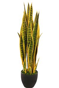 SANSEVIERIA CACTUS CON MACETA 85CM