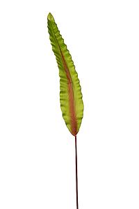 HOJA DE ASPLENIUM 91CM