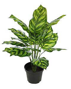 PLANTA CON MACETA CALATHEA 45C