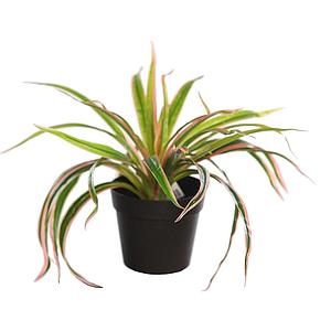 PLANTA EN MACETA YUCA 22CM