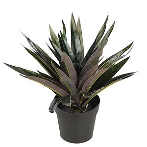 PLANTA DRACENA P. EN MACETA 26CM