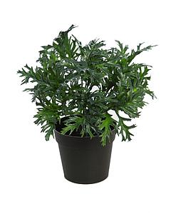 MATA RUCULA SILVESTRE CON MACETA 25CM