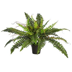 HELECHO CON BROTES EN MACETA ø 70CM