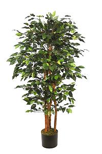ARBOL FICUS ANCHO CON MACETA 150CM