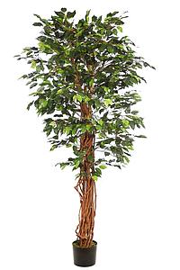 FICUS ANCHO CON MACETA 180CM