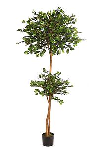 FICUS RETUSA CON MACETA 190CM