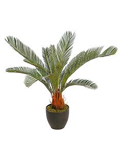 CYCAS CON MACETA 75CM