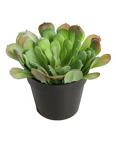 PLANTA CACTUS CRASA EN MACETA