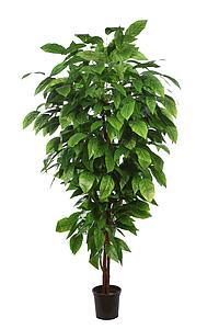 ARBOL ARTIFICIAL MANGO HOJA ANCHA 185CM