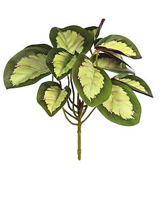 PLANTA CALATEA VEITCHIANA 25CM