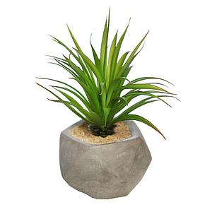 SUCULENTA YUCCA CON MACETA DE CEMENTO 16CM