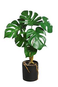 PLANTA MONSTERA EN MACETA 43CM