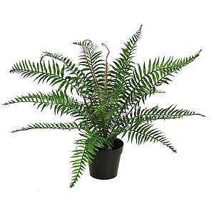 HELECHO BROTES EN MACETA 45CM