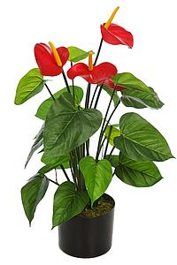 PLANTA ANTHURIUM EN MACETA 60CM