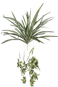 PLANTA CINTA CLOROFITO ARTIFICIAL 40CM