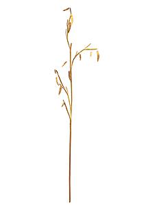 RAMA BIRCH 60 CM